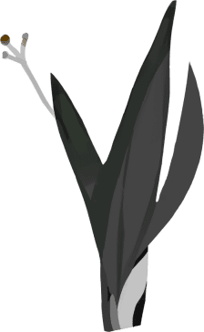 rostlina s tmavými listy