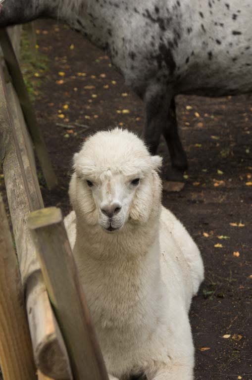 страусиная ферма остров муху
