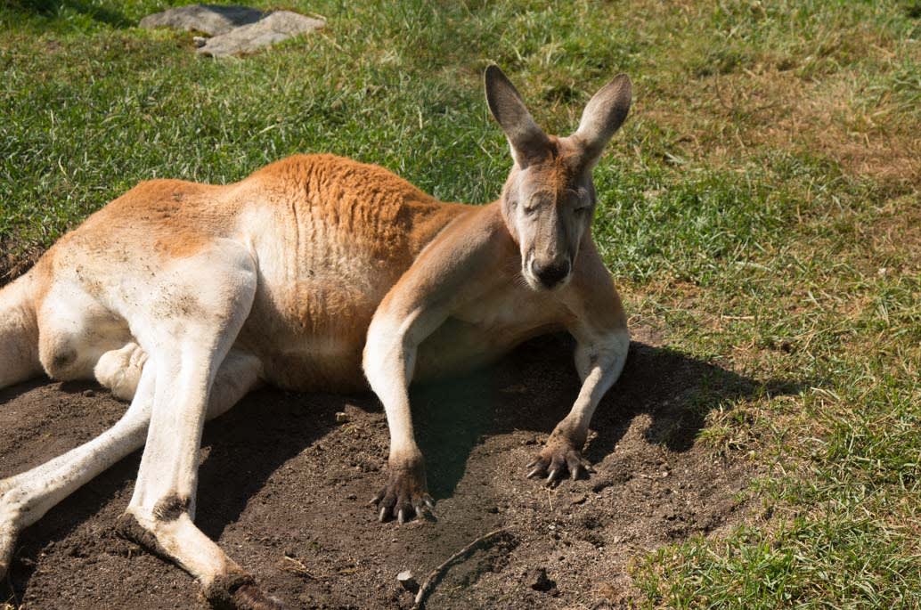 страусиная ферма остров муху