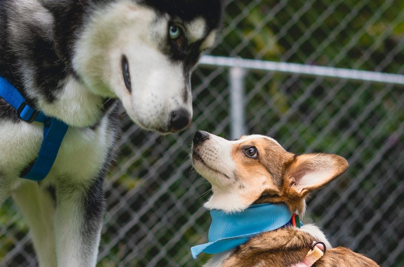 a large black and white husky and a small corgi breed dog bopping noses