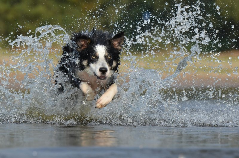 Dog running through water and splashing the water around him