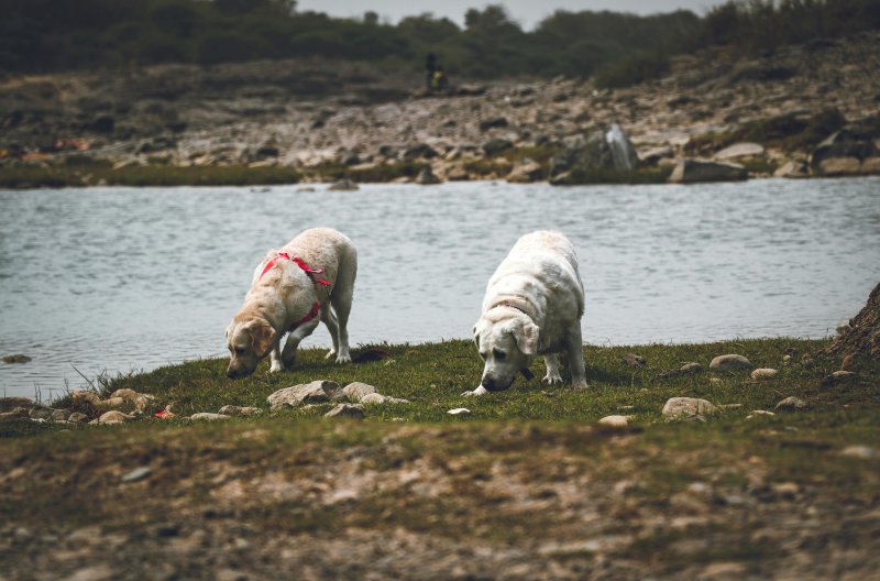 two dogs smelling the ground by the water
