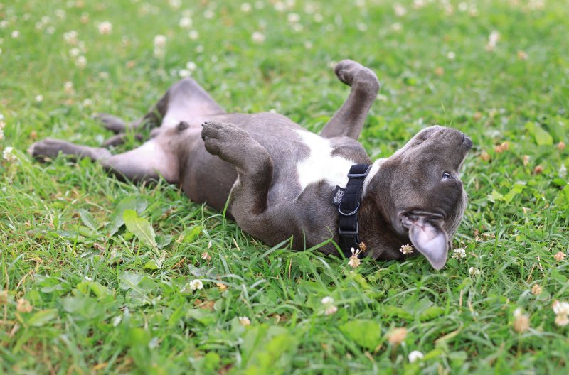 a dog laying in the grass on their back smelling the fresh air outdoors