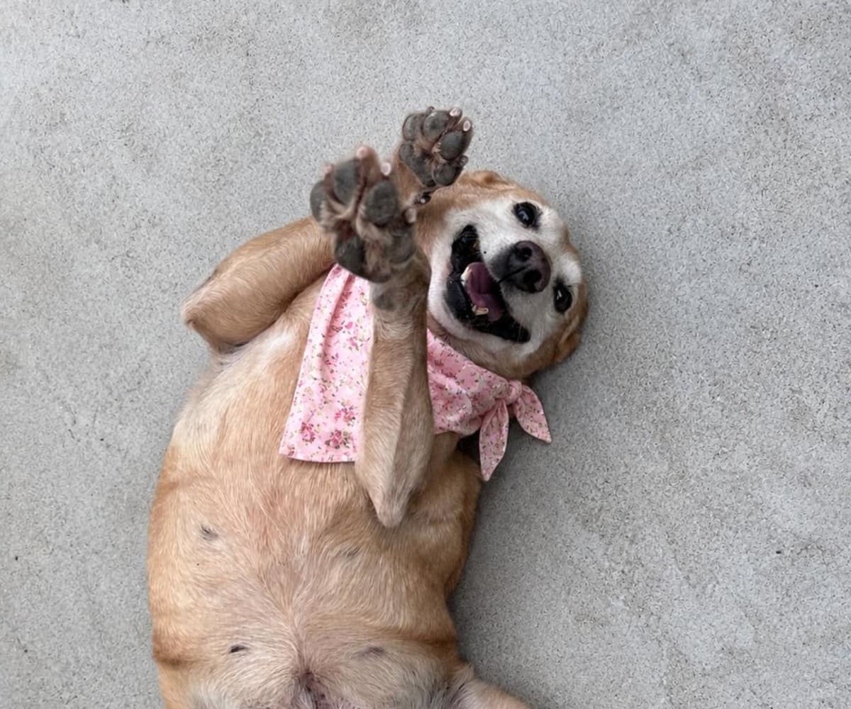 Pepita - foto 1