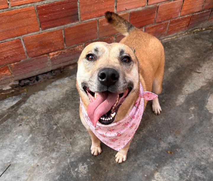 Foto de Lilo