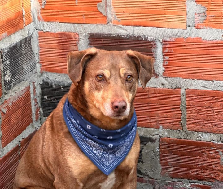 Foto de Brownie