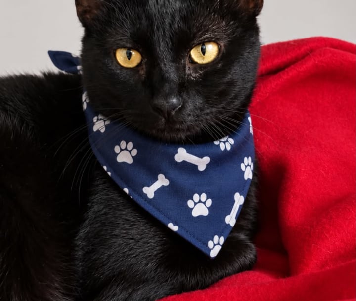 Foto de Salem