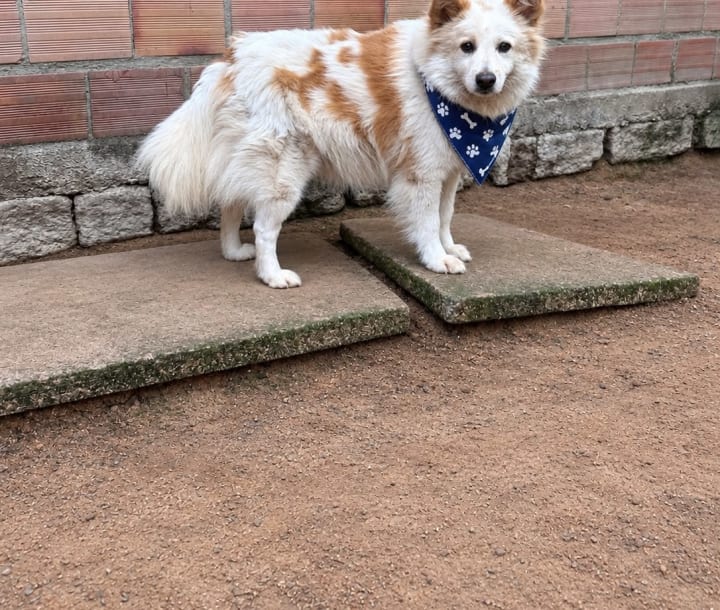 Foto de Rambo