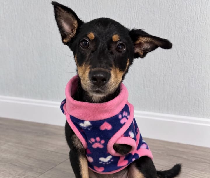 Foto de Bela