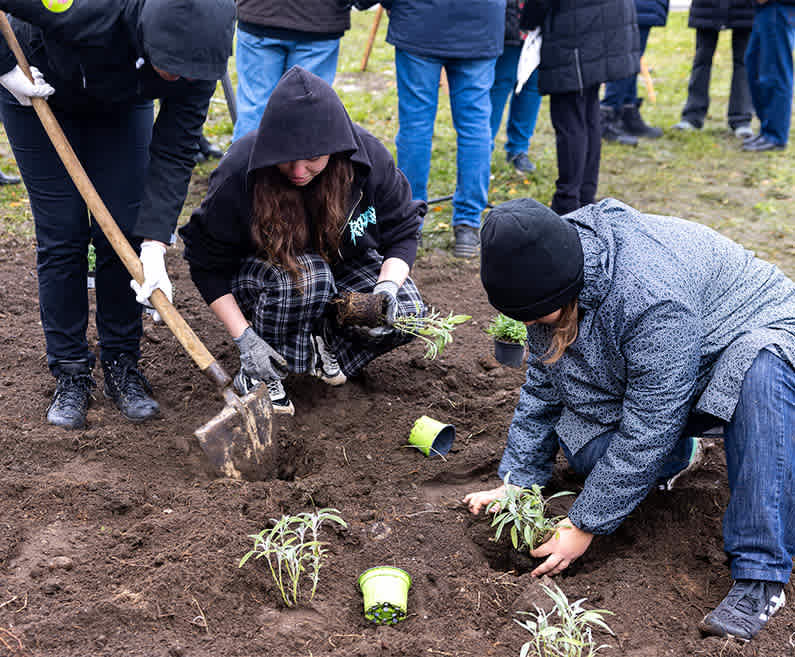 Our contribution to "Food Forest"