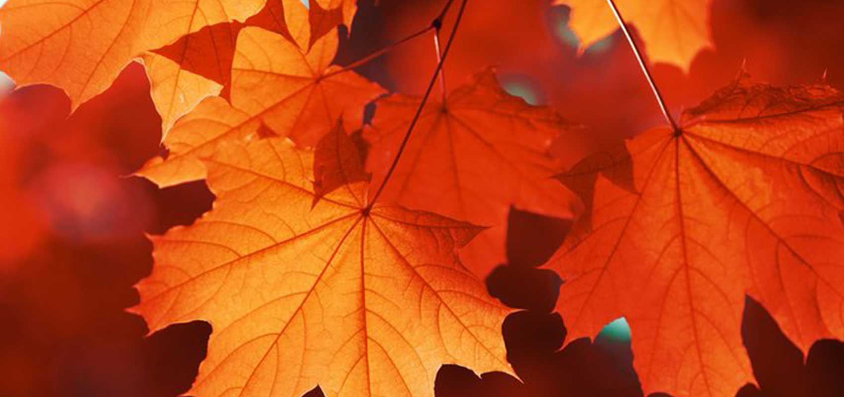 Park City Area Restaurants Staying Open Through Fall Image