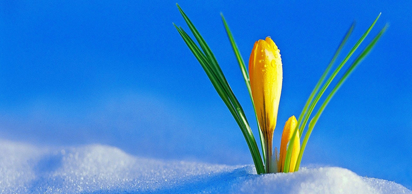 Park City Area Restaurants Adjust Hours for Spring Image