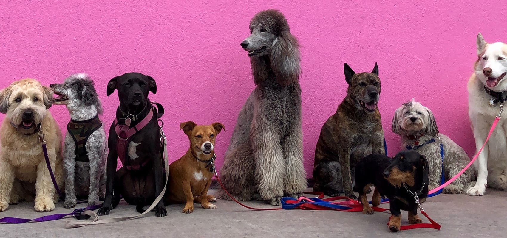 The Top Dog-Friendly Restaurants in Park City Image