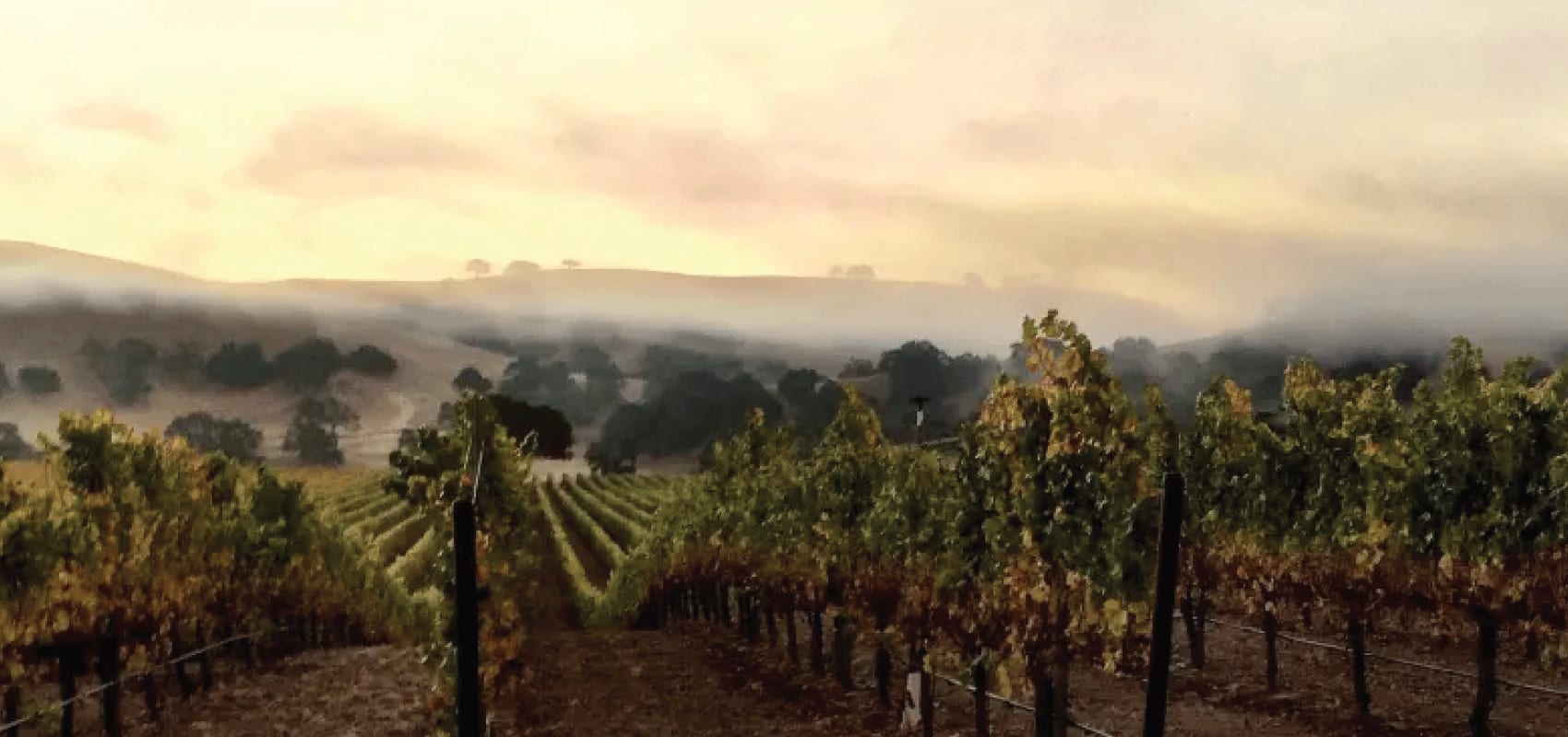 Wine Maker Dinner with Andrew Murray Vineyards Image
