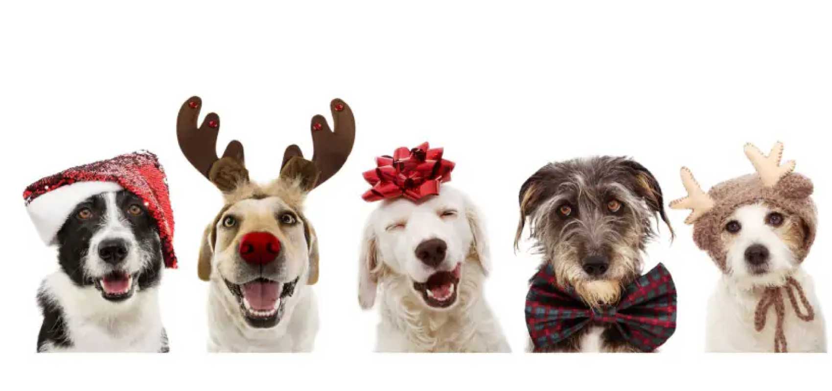 Holiday Snuggle Lounges Image