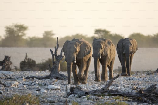 Jim Corbett