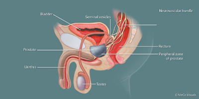 Is it the Prostate or Prostrate Gland? What Does it Do?