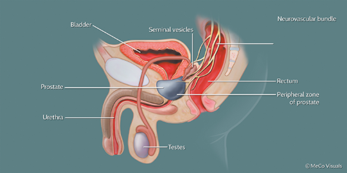 Is It The Prostate Or Prostrate Gland What Does It Do