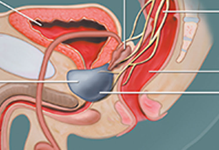 prostate gland location