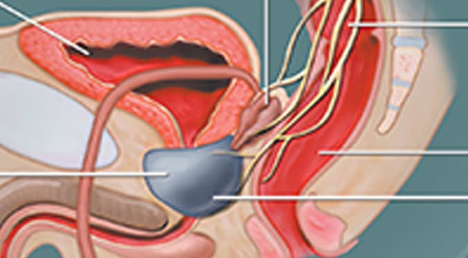 Is It The Prostate Or Prostrate Gland What Does It Do
