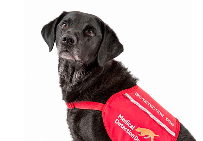 Prostate Cancer Foundation