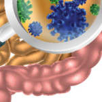 Gut Bacteria