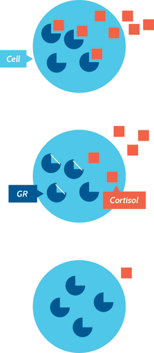 Cortisol Graphic