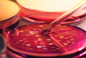 DNA data inside petri dish