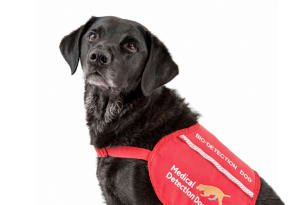 Medical Detection Dog