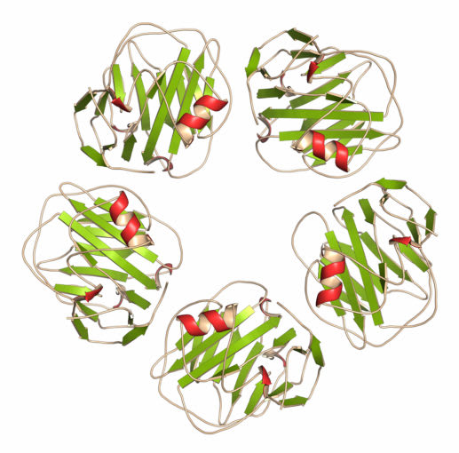 C-reactive protein