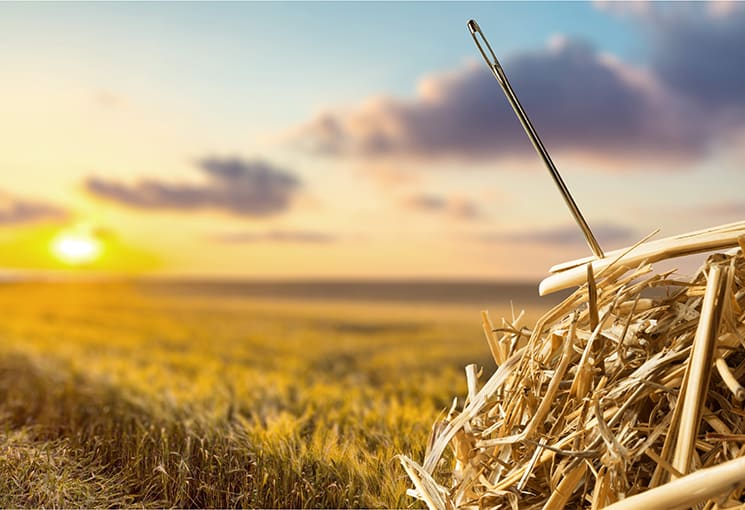 needle in haystack