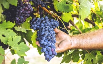 Maltempo, termina la vendemmia 2019