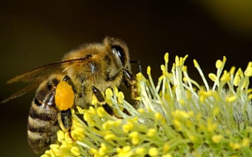 Il ronzio vitale delle api