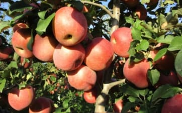 La mela, il frutto della salute