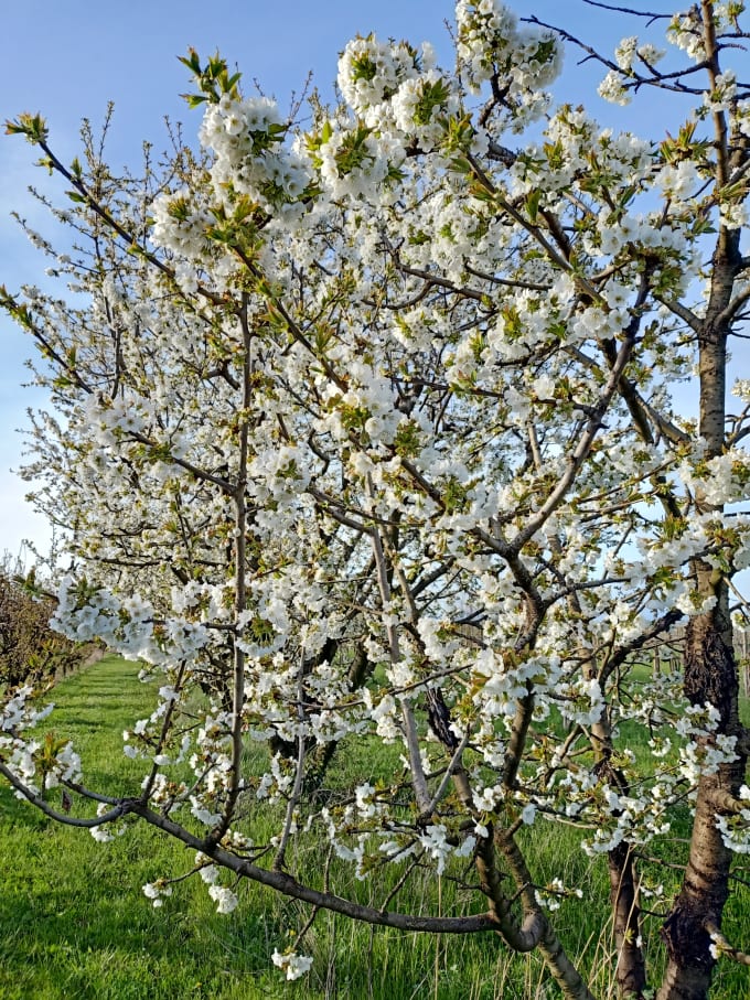 An Australian possum climbing a movie camera