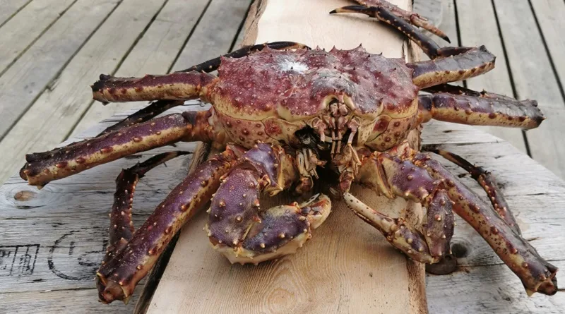 Utflukt til den sjsamiske kystbygda Storkorsnes med lunsj og mte med kongekrabben p kaia (ca. 4,5 time)