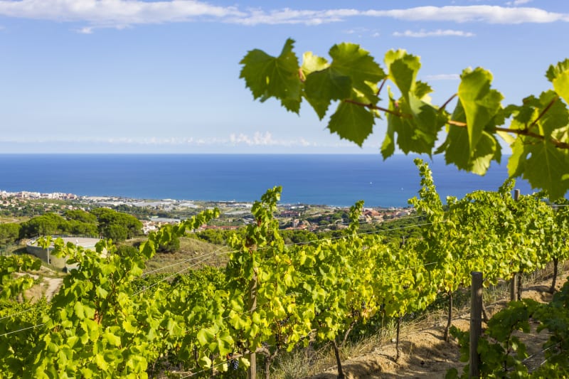 Vandring til en vingrd - vinsmaking og lunsj