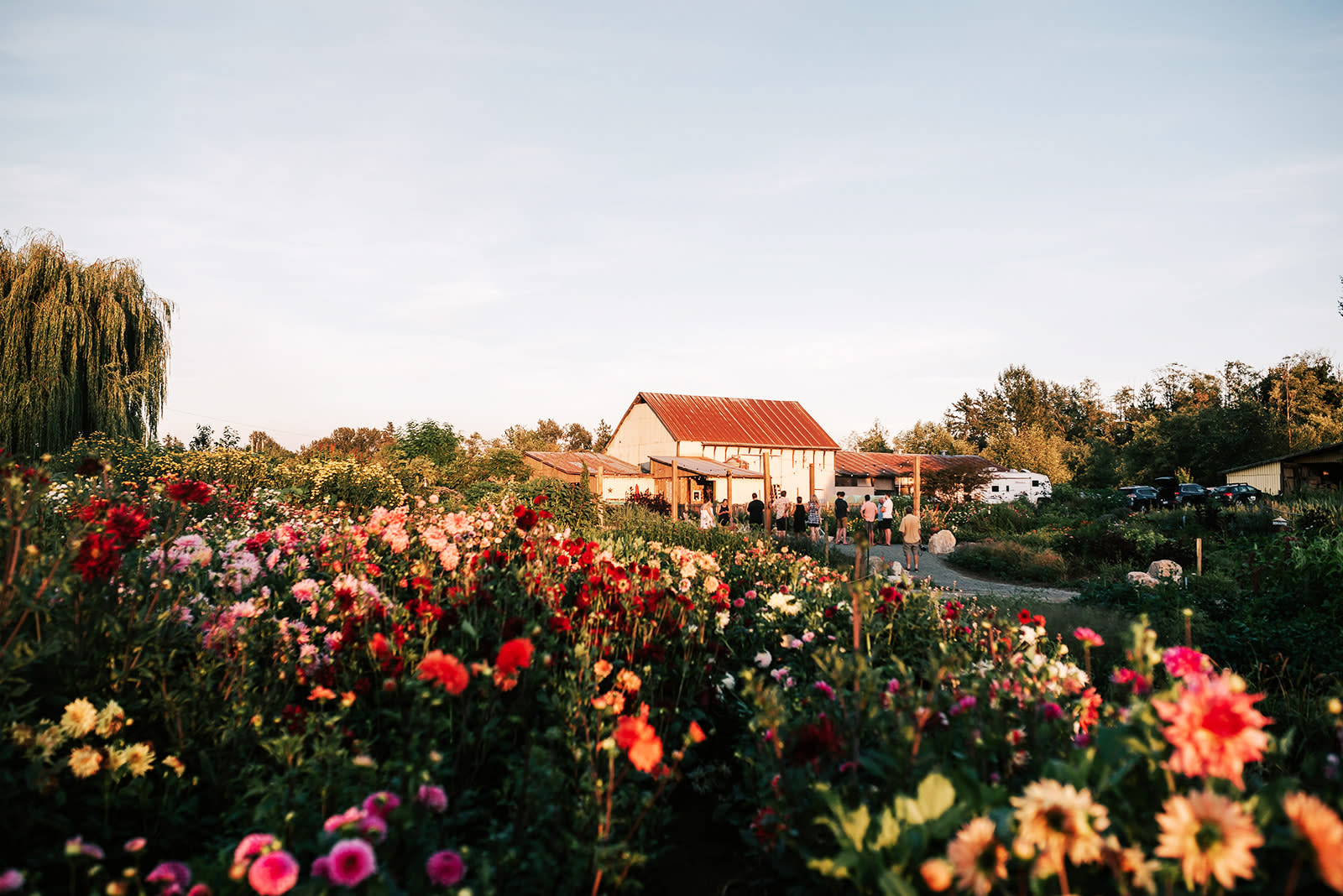 A couple shares a tender kiss amidst a vibrant field of flowers, celebrating their engagement.