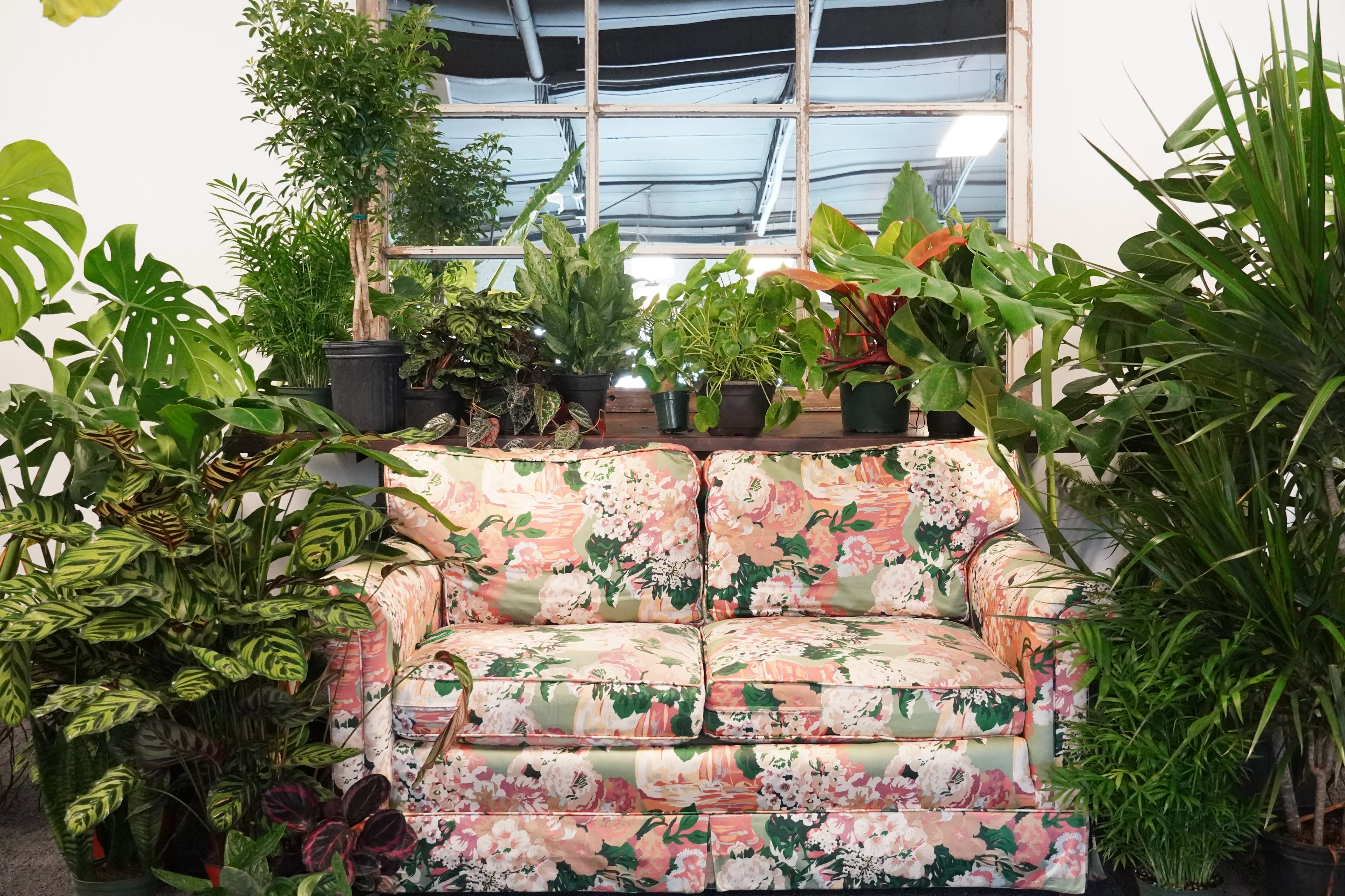 A couple enjoys an intimate moment surrounded by indoor plants during a picnic setup.