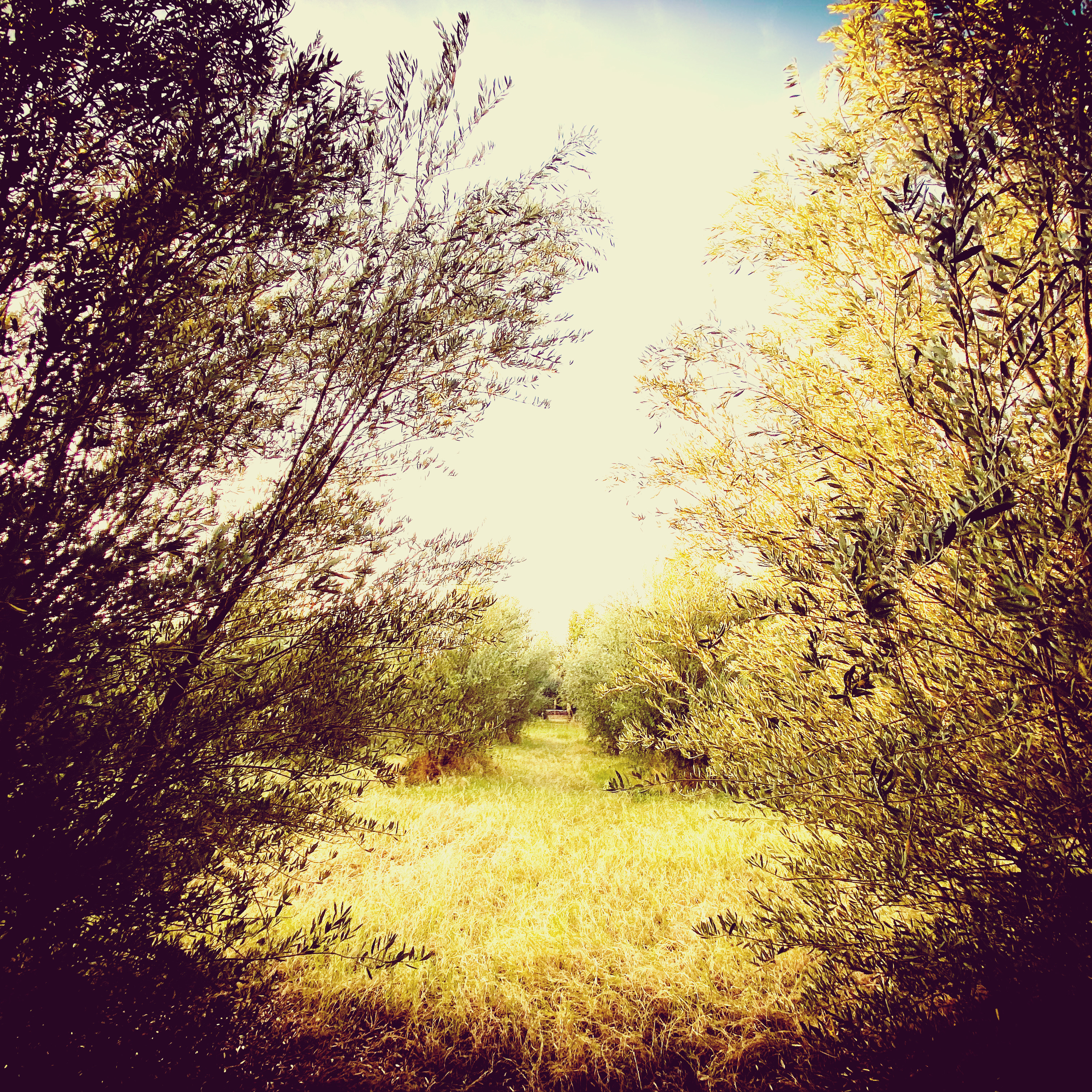 A woman stands in an olive grove, smiling as she embraces her two young sons.