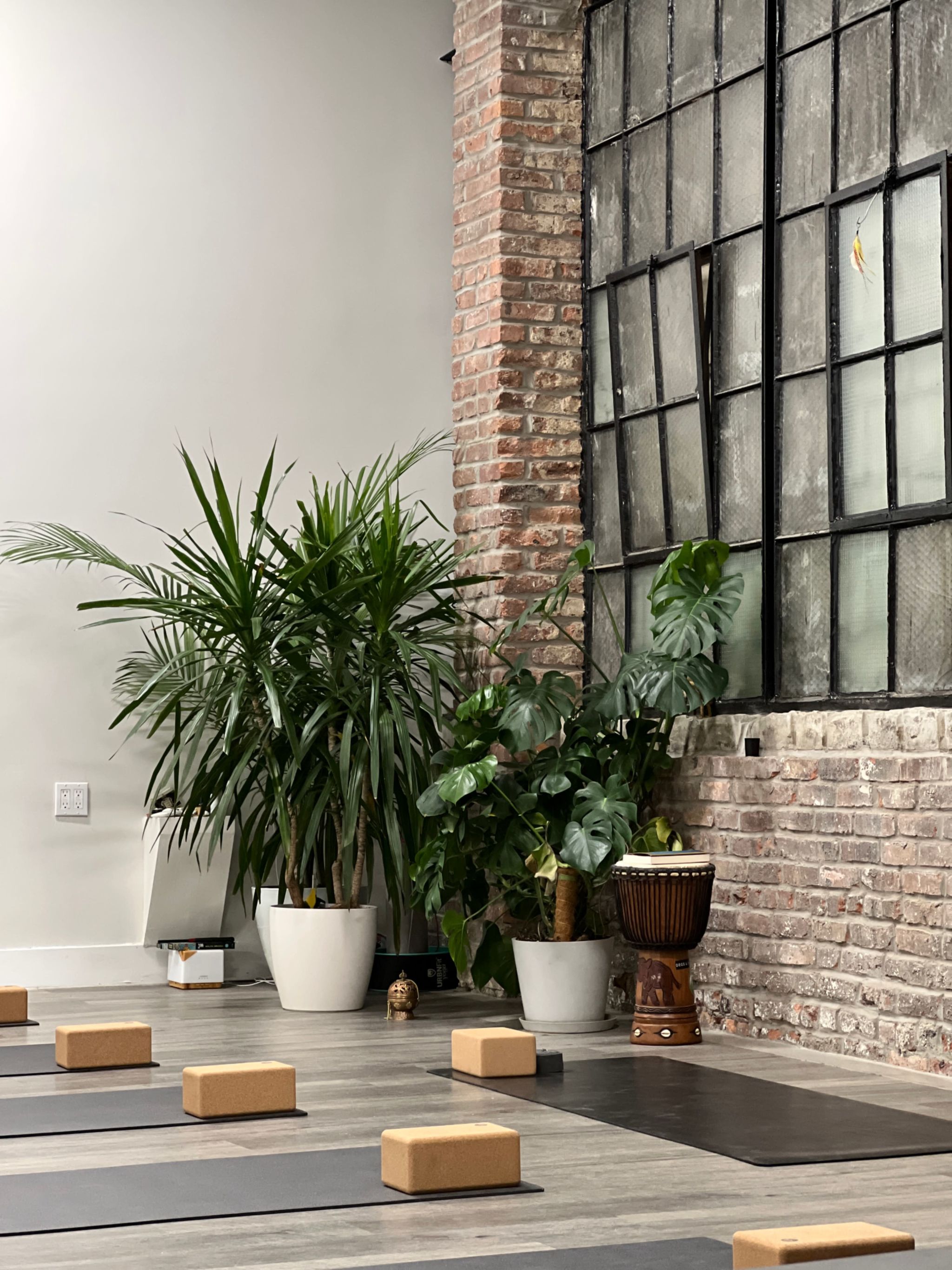 25 Ideal Plants for Your Yoga Studio