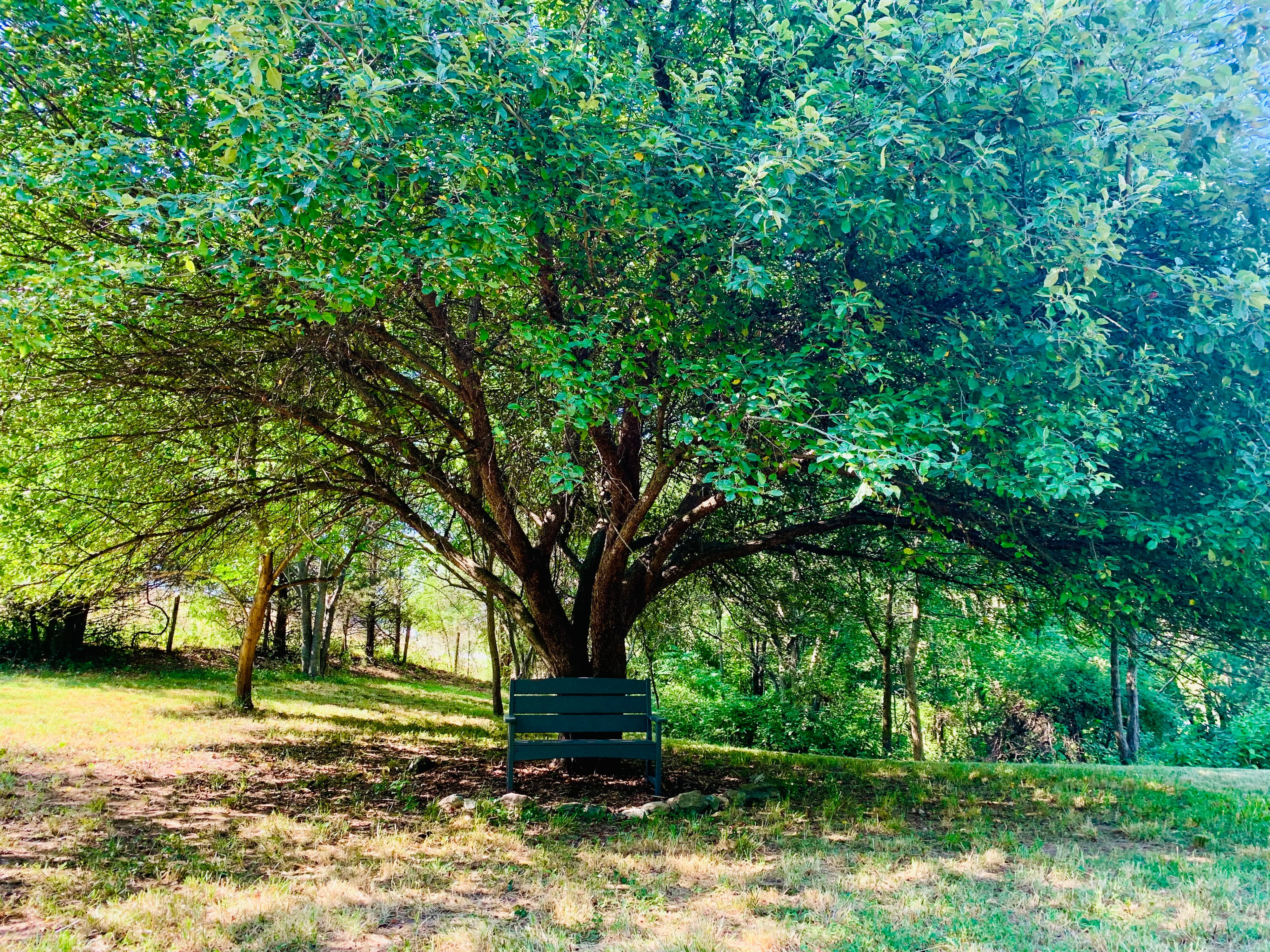 A woman in a flowing pink gown spins gracefully in a grassy area among trees.