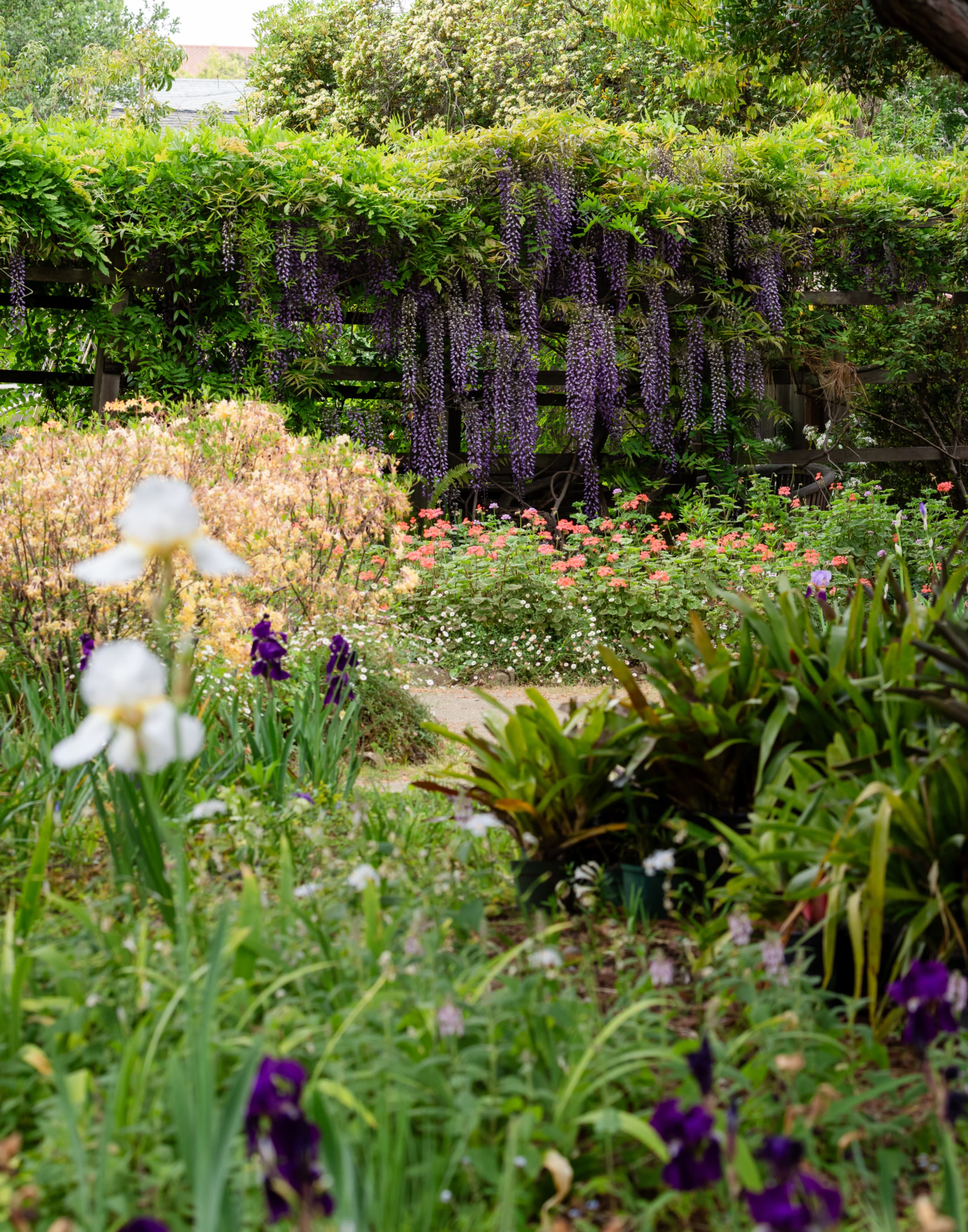 A woman in a pink dress is leaning in to smell roses in a garden during an engagement party.