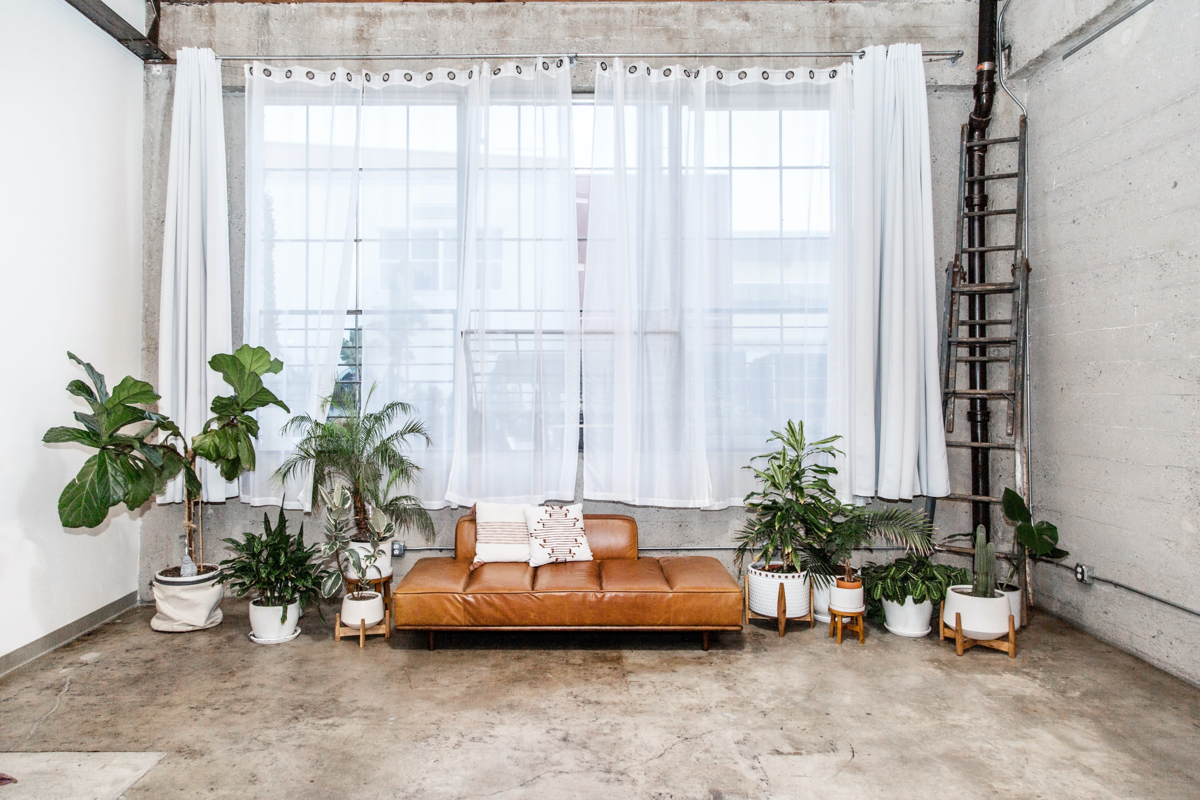A person is filming a video in a sunlit room filled with various indoor plants.