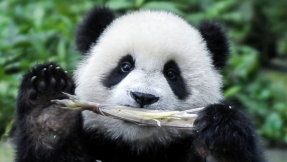 Image of Panda