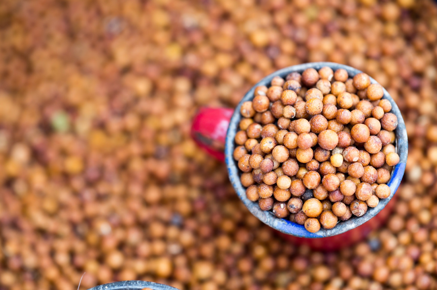 A cup full of sorghum sitting on a pile of more sorghum.