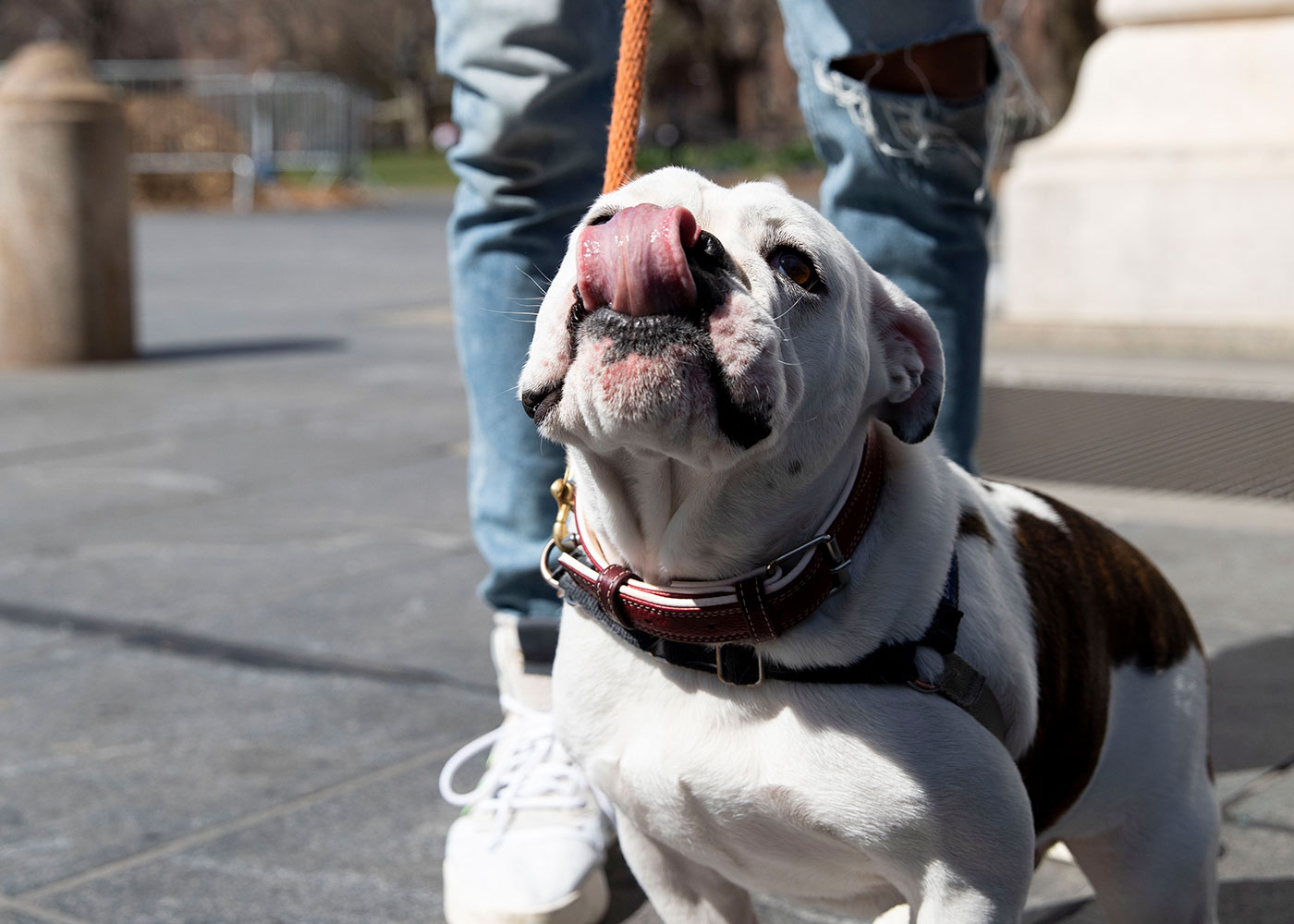 img-4-Active Minutes: Walking With Matty Maggiacomo And Luther