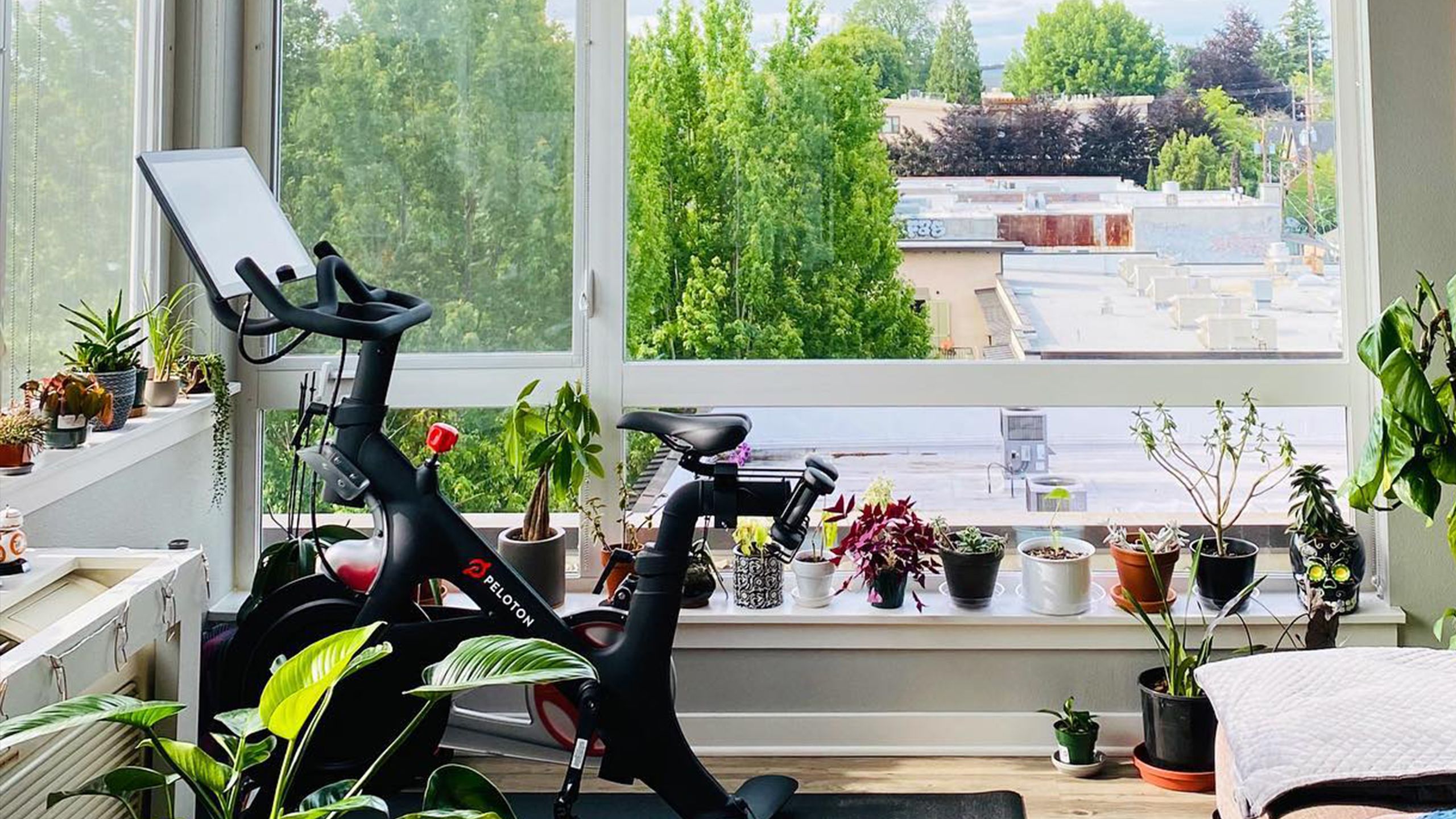 The Best Plants for Your Home Gym