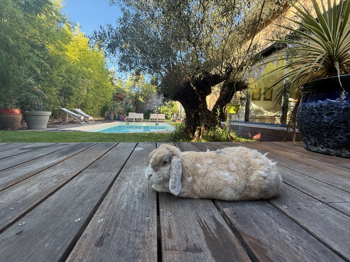 Monsieur Pompon disfrutando del jardín