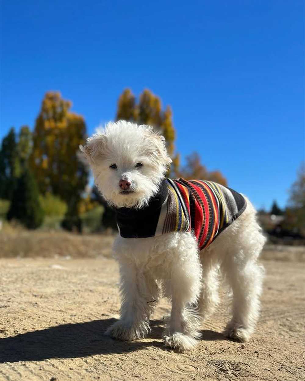 ALTERNATE VIEW OF ACADIA NATIONAL PARK DOG VEST IN ACADIA image number 1